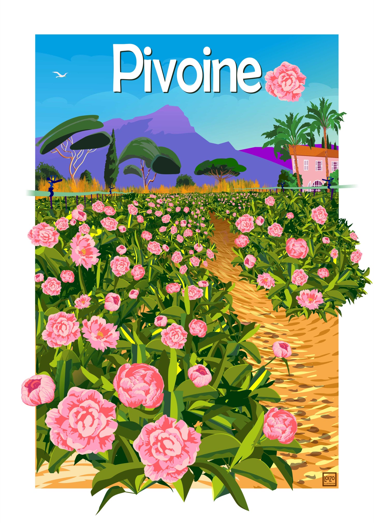 Peony Flowers