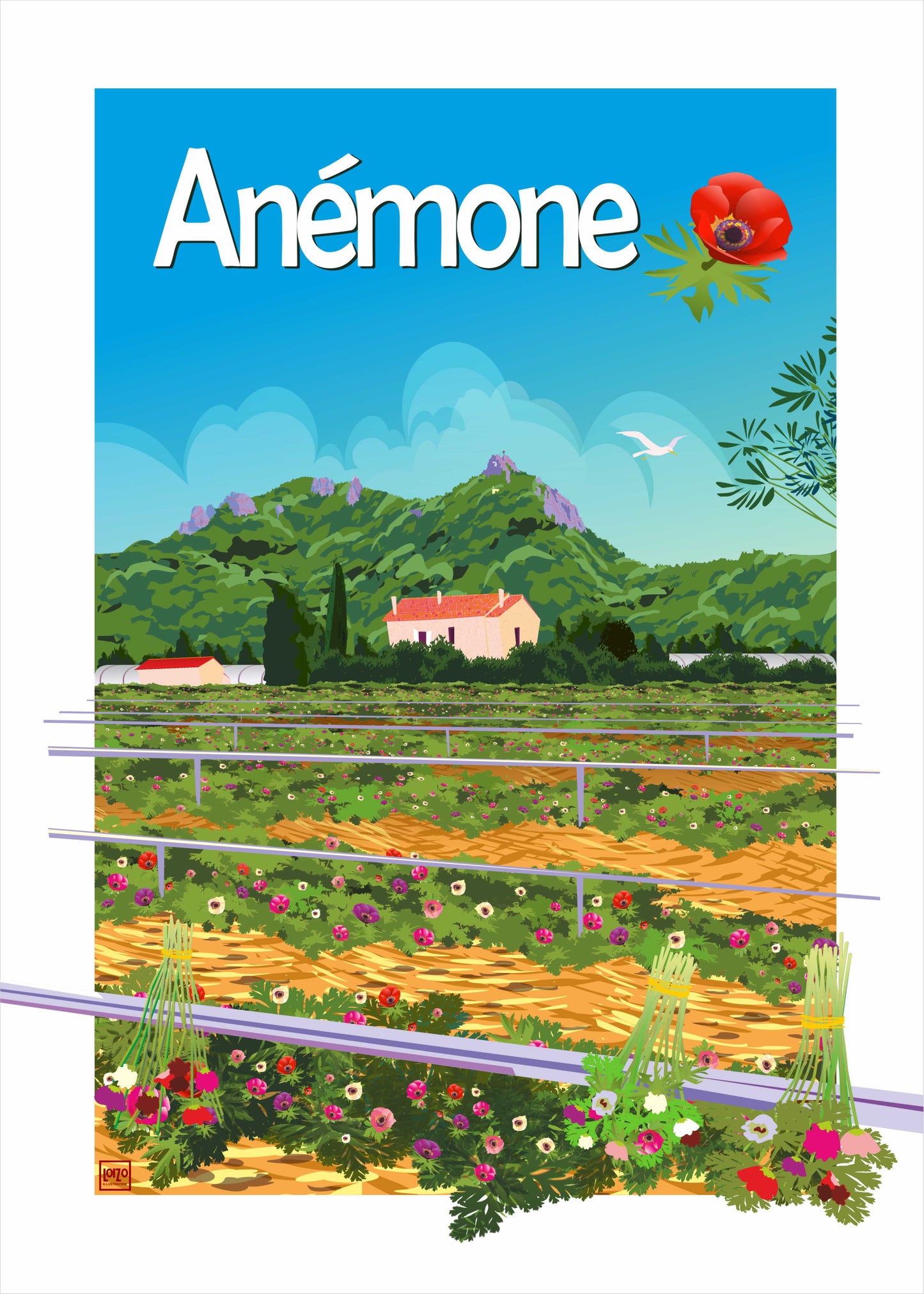 Anemone Flowers